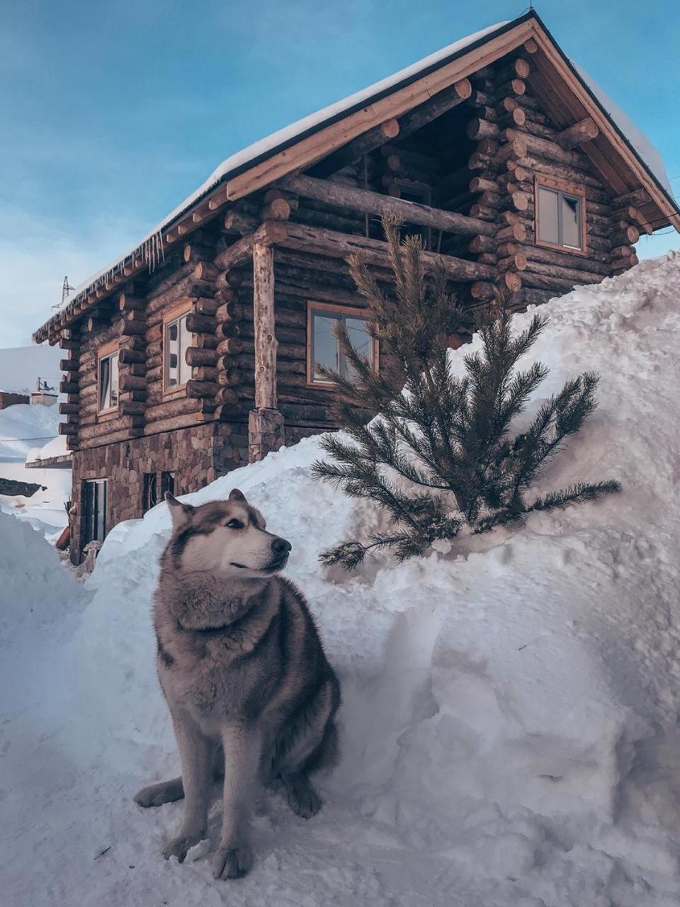 Mountain Cricket Chalets And Apartments Gudauri Exterior foto